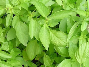 Lemon Basil