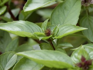 Thai-basil